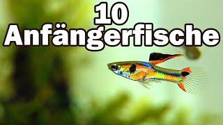 10 Anfängerfische für das 60cm-Aquarium #73