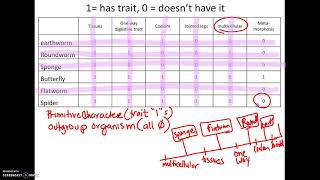 3-25 AP18 How to make a Cladogram