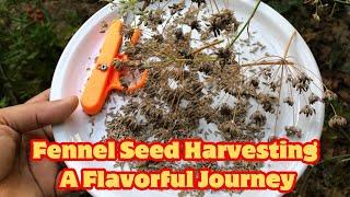 Fennel Seed Harvesting A Flavorful Journey #FennelSeeds #fennel #Gardening #HealthyEating #seeds