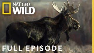 Super Moose Full Episode  America the Wild