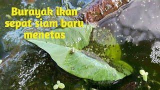 Cara Ikan sepat siam bertelur sampai menetas