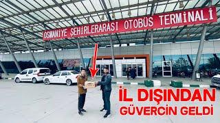 Hediye Güvercinler Melihe Geldi Birsürü Çitli Güvercini Oldu