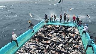 Amazing Fast Tuna Fishing Skill Catching Fish Big  on The Sea