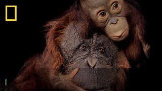 Save Together  Endangered Species Day  National Geographic UK