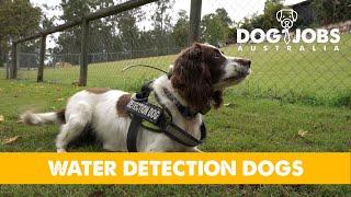 DOG JOBS AUSTRALIA - S02E09 - WATER DETECTION DOGS