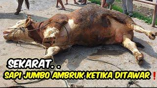 SAPI JUMBO AMBRUK KETIKA DITAWAR️ SEKARAT