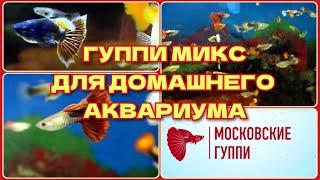 ГУППИ МИКС ДЛЯ ДОМАШНЕГО АКВАРИУМА  GUPPY MIX FOR HOME AQUARIUM