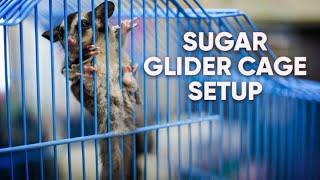 Set Up Your Sugar Glider Cage With Us  How to Set Up Sugar Glider Cage