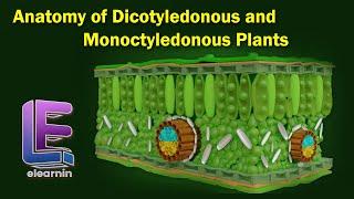 Anatomy of Dicotyledonous and Monoctyledonous  Anatomy of Flowering Plants  Class 11 Biology