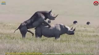 Bersetubuh Seperti Badak Sumbu  Rare Rhinos Mating  Apareamiento de Rinoceronte  राइनो संभोग