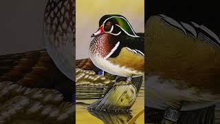 Little-Known Contest Big Wins for Duck Stamp Artists