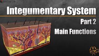 Integumentary System Main Functions Part 2 Of 3