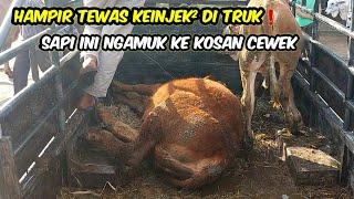 HAMPIR TEWAS KEINJEK DI TRUK️SAPI QURBAN INI NGAMUK KE KOS - KOSAN CEWEK