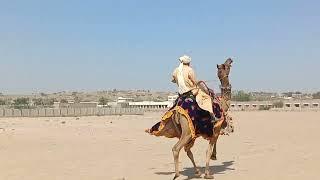 Camel  raining romance desert animal