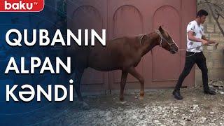 Qubanın Alpan kəndi - Baku TV