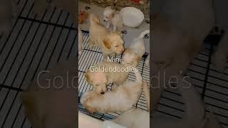Mini Goldendoodle puppies graduated to big puppy room #puppy #breeding  #puppytraining