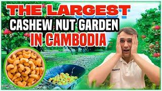 Biggest Cashew Nut farm in Cambodia  The largest Cashew Nut plantation in Cambodia