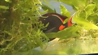 Isolation period. Achilles tang.