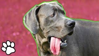 Funny Great Danes  Try Not to Laugh Challenge  That Pet Life