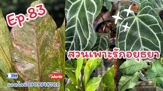 Ep.83 สวนเพาะรักอยุธยา แอดไลน์0909948701 สวยๆจ้า @gardenbypor1318 #ไม้มงคล #สวน #plants