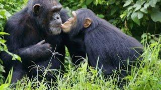 Like Humans Chimps Learn Behavior From One Another