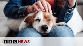 Inside the growing business of pet cloning  BBC News