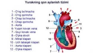 Қон айланиш системаси ҳақида умумий тушинча