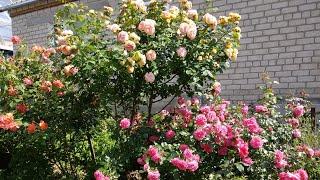 Кустовые розы виды форма обрезка роз и формирование куста. Розарий своими руками.