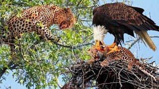Leopard Risks It All At Extreme Height To Raid Eagles Nest To Rescue Her Cub But Fail