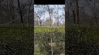 @dekhboebarjagat1023  #travelvlog #shortvideo