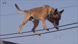 Belgian Malinois Amazing Athlete Amazing tricks Belgian Malinois\прыжки малинуа трюки малинуа