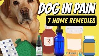 Dog in Pain 7 Effective Home Remedies