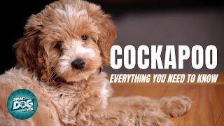 Cockapoo Dog Breed Guide  Dogs 101 - Cockapoo