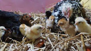 First Day cute Activities of New born chicks From the Two Family