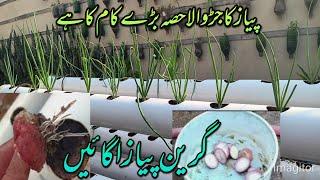 Growing onions in plastic pvc pipe.Never buy onions again.Growing onions in a new way.