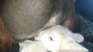 Baby Lambs Nursing from a Cow