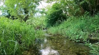 Cute green creek in spring. Nature water and bird sounds.. Meditation and sleep music