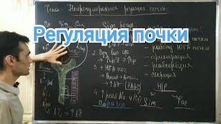 Физиология. Регуляция почки.