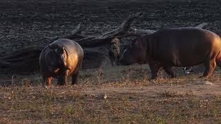 Hippo Meet Hyena