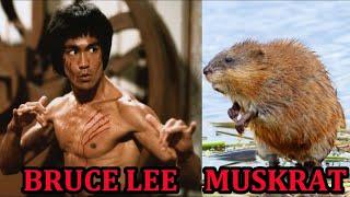 Bruce Lee Muskrat VS Sherlock the Mink