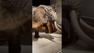 The Secret World of Elephants–Sneak Peek