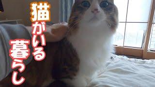 うちの猫の添い寝が重すぎる件【保護猫／ダックス】