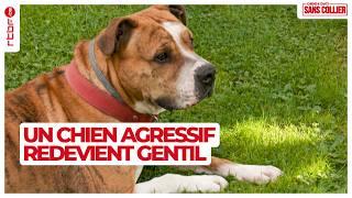 Un chien agressif redevient gentil grâce au dressage - Chiens et chats sans collier S03E04