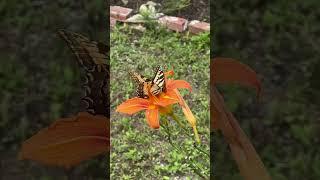 Beauty In The Simple Things #nature # butterfly 