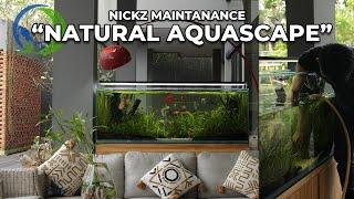 #1 Maintanance aquarium customer tema natural  Memangkas tanaman yang sudah mulai rimbun