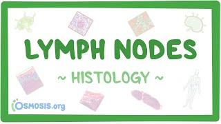 Lymph Nodes Histology