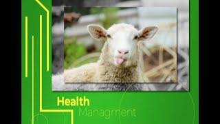 Sheep and Goat keeping guide breed feeding and selection - Part 1