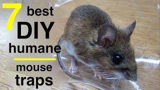 7 Best DIY Mousetraps ●  All Capture and Release 