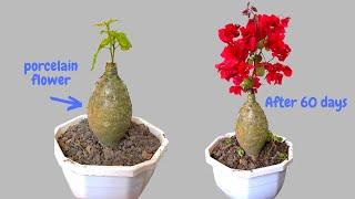 How to graft bougainvillea live on porcelain flower for beginners  Graft bougainvillea