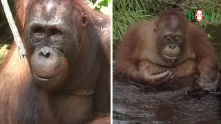 Beni damals und heute  BOS  orangutan.de